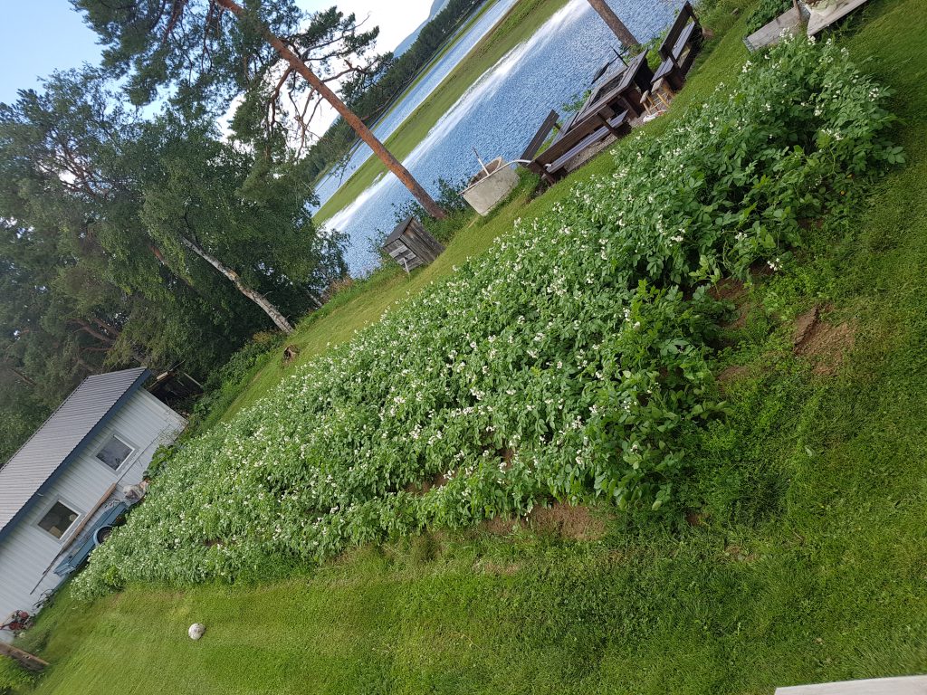 20180804 Potatislandet