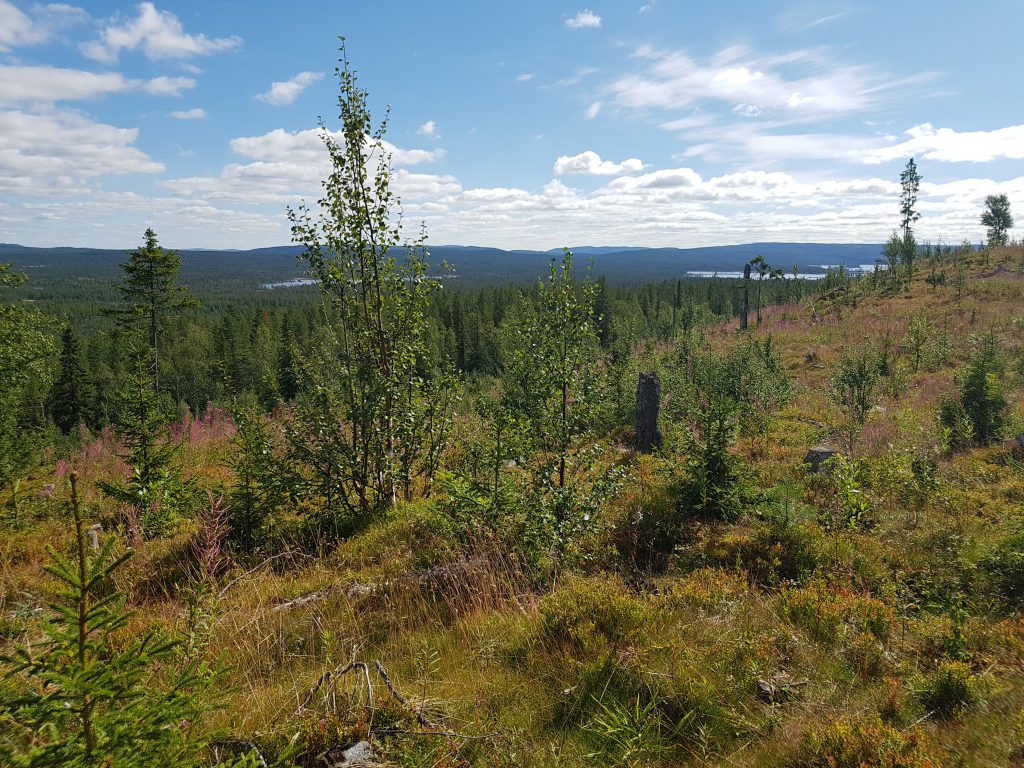 20180807 Bärplockning