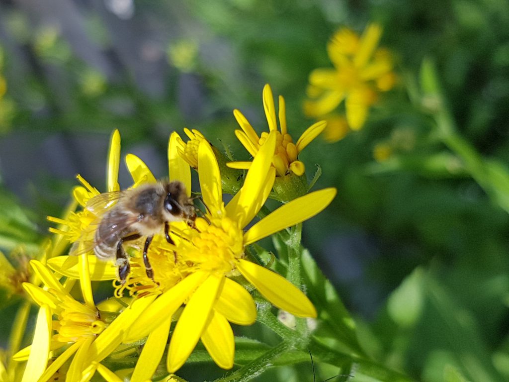 Bi på blomma 1