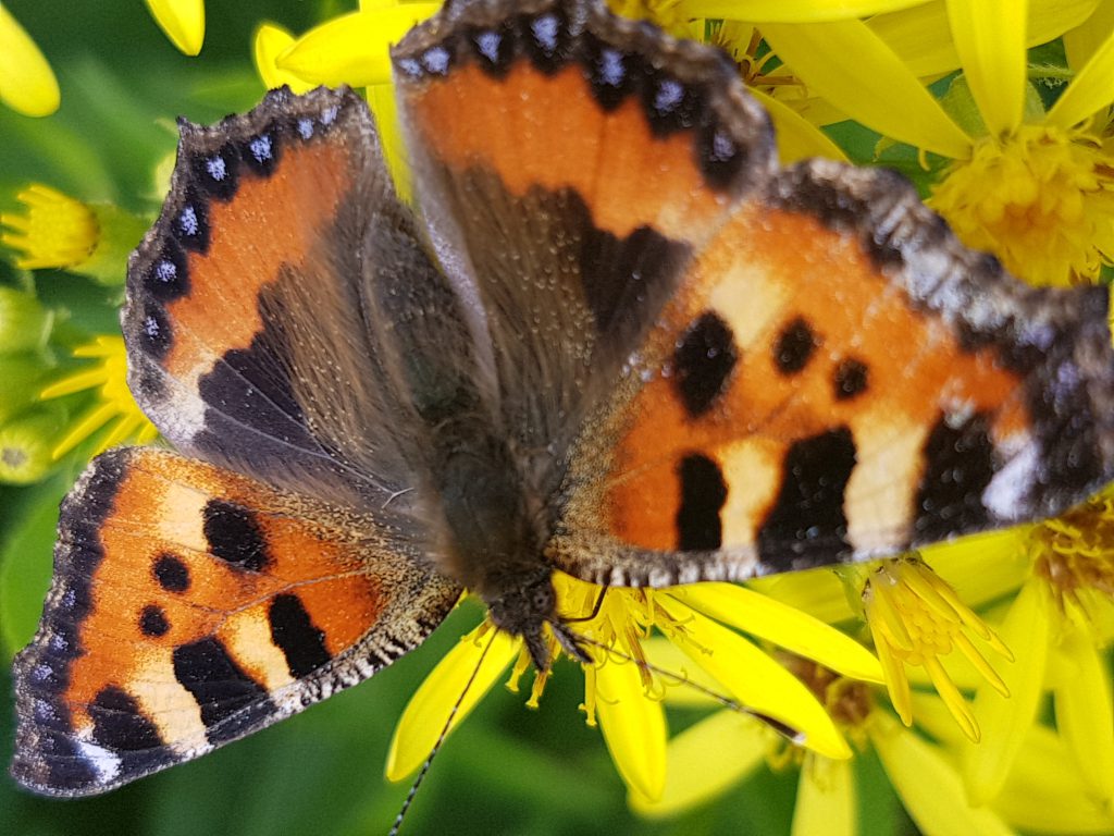 Fjäril på blomma