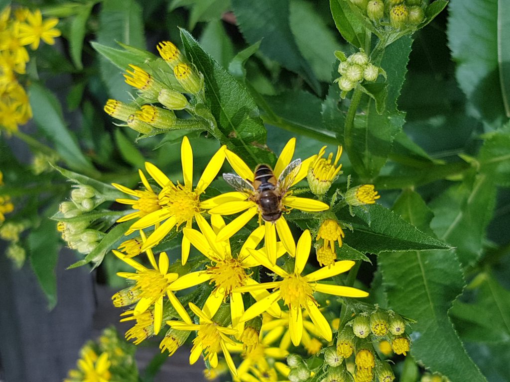Fluga på blomma