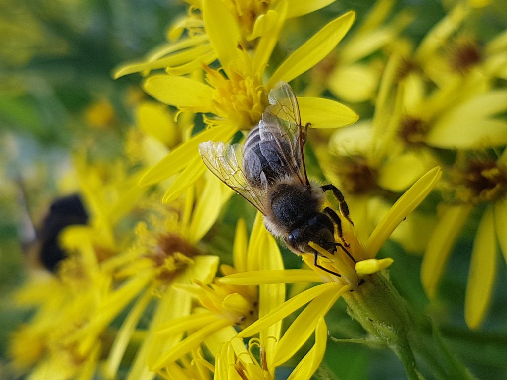 bi på blomma 2